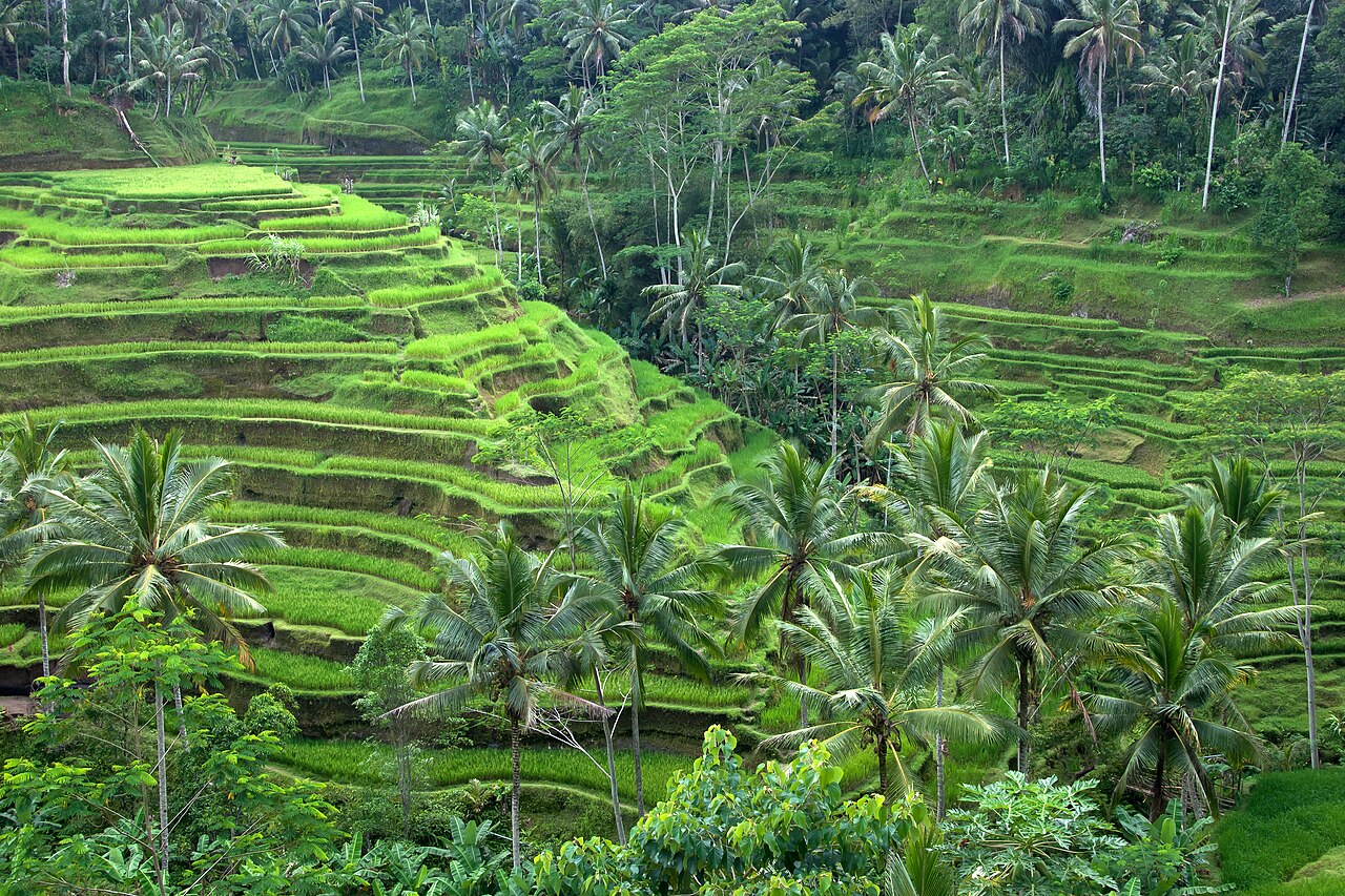 Sawah terasering hijau di Ubud, Bali